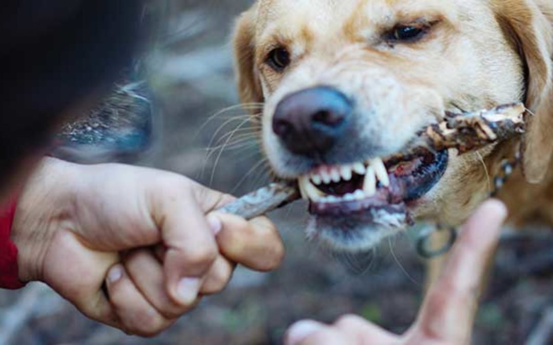 Increasing Frequency of Dog Bites a Reminder of Costly Liability for Businesses and Pet Owners