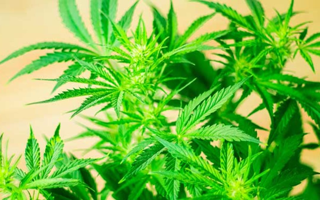 Cannabis: A Growing Risk